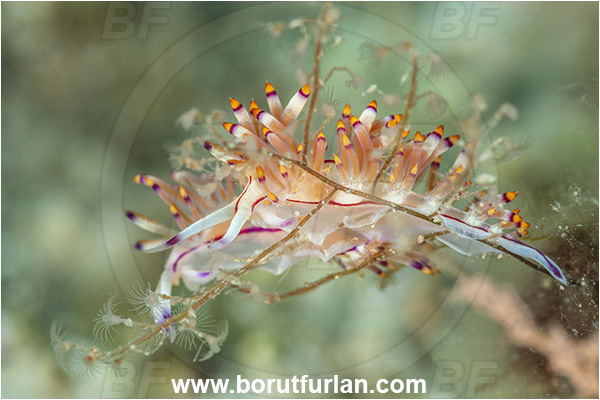 Kas, Turkey, Mediterranean sea, Coryphellina rubrolineata, Coryphellina, Flabellinidae, Red-lined flabellina, Nudibranch, Sea slug, Gastropoda, Mollusca
