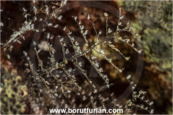 Kas, Turkey, Mediterranean sea, Pennaria disticha, Pennaria, Pennariidae, Hydrozoa, Cnidaria, Cnidarian, Hydroid, Christmas tree hydroid