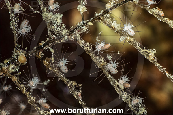 Kas, Turkey, Mediterranean sea, Pennaria disticha, Pennaria, Pennariidae, Hydrozoa, Cnidaria, Cnidarian, Hydroid, Christmas tree hydroid
