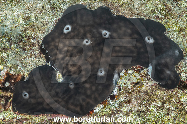 Kas, Turkey, Mediterranean sea, Chondrosia reniformis, Chondrosia, Chondrosiidae, Kidney sponge, Sponge, Porifera