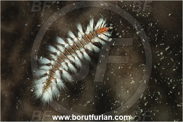 Kas, Turkey, Mediterranean sea, Hermodice carunculata, Hermodice, Amphinomidae, Bearded fireworm, Fireworm, Worm, Polychaeta, Juvenile