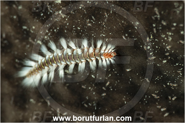 Kas, Turkey, Mediterranean sea, Hermodice carunculata, Hermodice, Amphinomidae, Bearded fireworm, Fireworm, Worm, Polychaeta, Juvenile