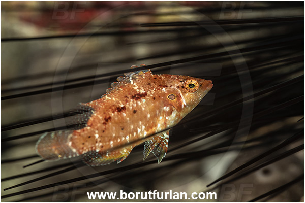 Kas, Turkey, Mediterranean sea, Pteragogus pelycus, Pteragogus, Labridae, Sideburn wrasse, Wrasse, Fish