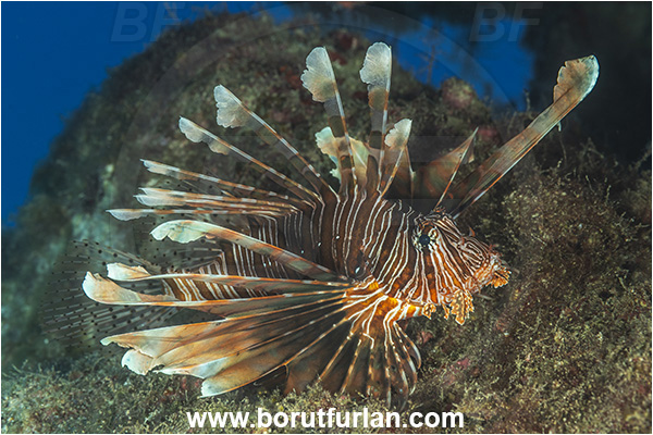Kas, Turkey, Mediterranean sea, Pterois miles, Pterois, Scorpaenidae, Devil Firefish, Lionfish, Fish