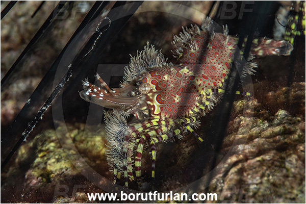 Kas, Turkey, Mediterranean sea, Saron marmoratus, Saron, Hippolytidae, Marbled shrimp, Shrimp, Decapoda, Crustacea, Crustacean