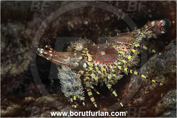 Kas, Turkey, Mediterranean sea, Saron marmoratus, Saron, Hippolytidae, Marbled shrimp, Shrimp, Decapoda, Crustacea, Crustacean