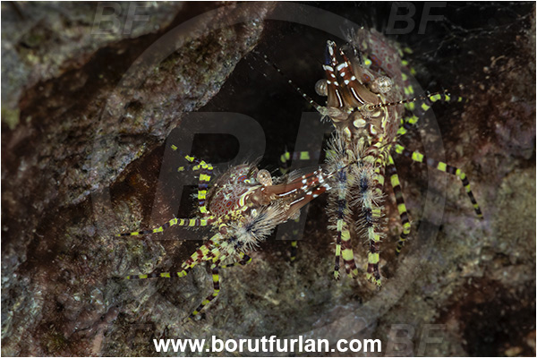 Kas, Turkey, Mediterranean sea, Saron marmoratus, Saron, Hippolytidae, Marbled shrimp, Shrimp, Decapoda, Crustacea, Crustacean