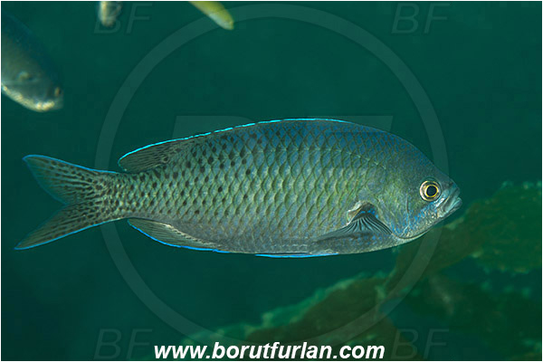 Santa Catalina, California, USA, Pacific ocean, Chromis punctipinnis, Chromis, Pomacentridae, Blacksmith, Fish