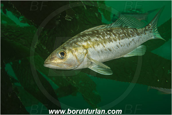 Santa Catalina, California, USA, Pacific ocean, Paralabrax clathratus, Paralabrax, Serranidae, Kelp bass, Fish