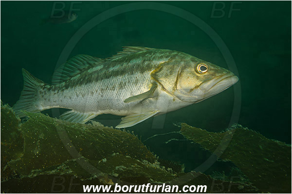 Santa Catalina, California, USA, Pacific ocean, Paralabrax clathratus, Paralabrax, Serranidae, Kelp bass, Fish