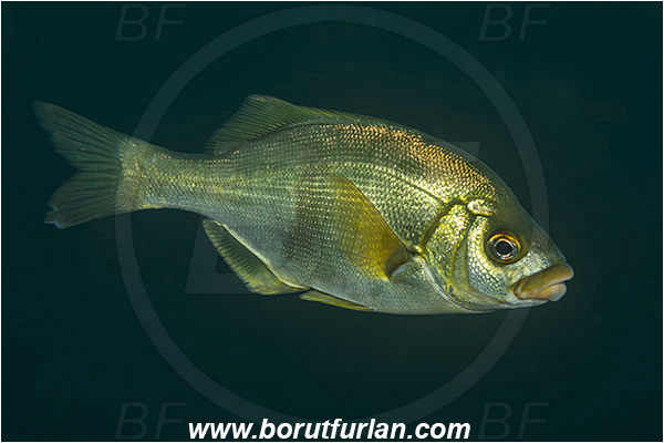 Santa Catalina, California, USA, Pacific ocean, Rhacochilus toxotes, Rhacochilus, Embiotocidae, Rubberlip seaperch, Fish