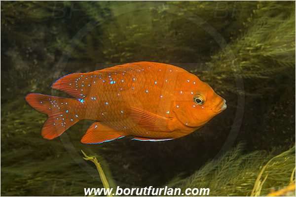 Santa Catalina, California, USA, Pacific ocean, Hypsypops rubicundus, Hypsypops, Pomacentridae, Garibaldi, Fish, Juvenile