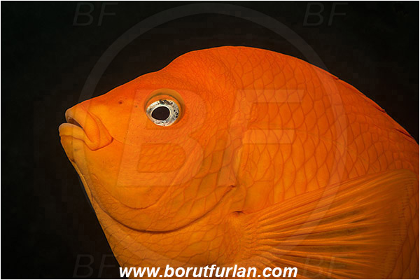 Santa Catalina, California, USA, Pacific ocean, Hypsypops rubicundus, Hypsypops, Pomacentridae, Garibaldi, Fish, Portrait