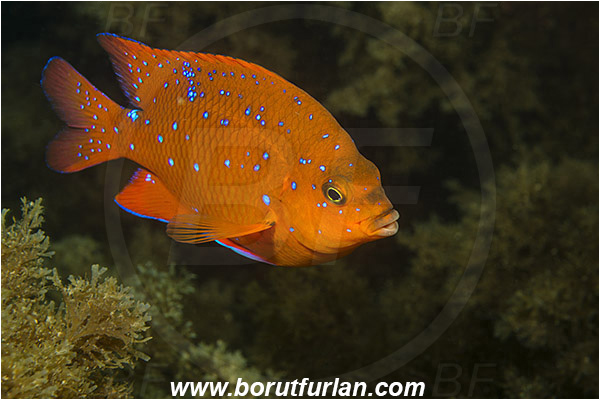 Santa Catalina, California, USA, Pacific ocean, Hypsypops rubicundus, Hypsypops, Pomacentridae, Garibaldi, Fish, Juvenile