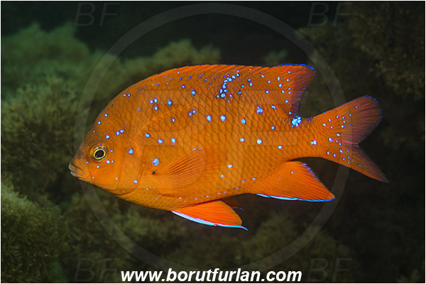 Santa Catalina, California, USA, Pacific ocean, Hypsypops rubicundus, Hypsypops, Pomacentridae, Garibaldi, Fish, Juvenile
