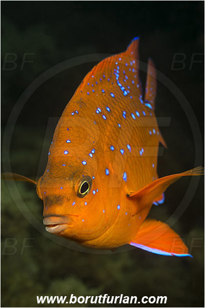Santa Catalina, California, USA, Pacific ocean, Hypsypops rubicundus, Hypsypops, Pomacentridae, Garibaldi, Fish, Juvenile, Portrait