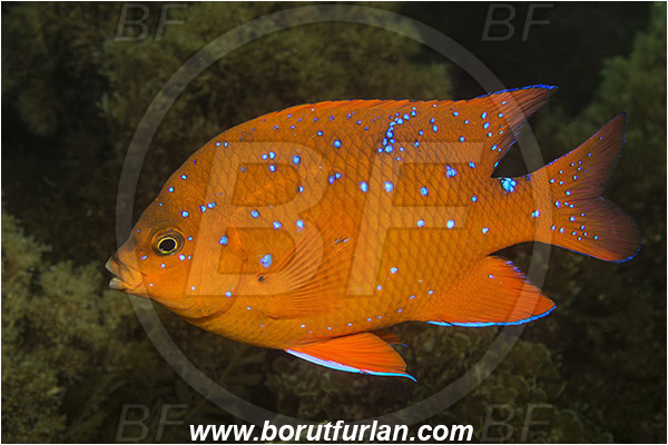 Santa Catalina, California, USA, Pacific ocean, Hypsypops rubicundus, Hypsypops, Pomacentridae, Garibaldi, Fish, Juvenile