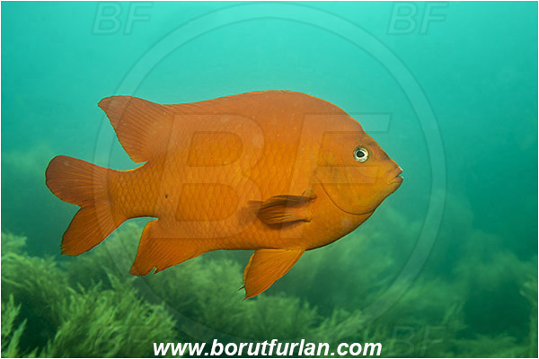 Santa Catalina, California, USA, Pacific ocean, Hypsypops rubicundus, Hypsypops, Pomacentridae, Garibaldi, Fish