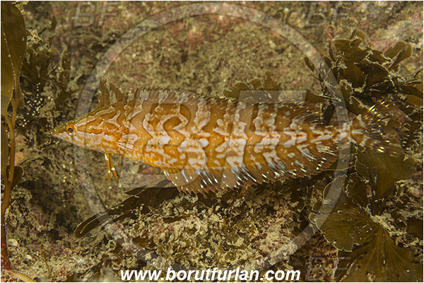 Santa Catalina, California, USA, Pacific ocean, Heterostichus rostratus, Heterostichus, Clinidae, Giant kelpfish, Fish