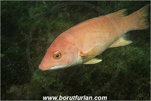 Santa Catalina, California, USA, Pacific ocean, Semicossyphus pulcher, Semicossyphus, Labridae, Fish, California sheephead, Female, Wrasse