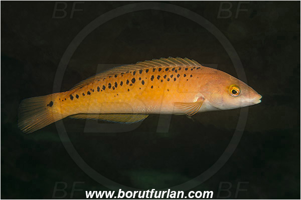 Santa Catalina, California, USA, Pacific ocean, Halichoeres semicinctus, Halichoeres, Labridae, Fish, Rock wrasse, Rock wrasse - initial phase, Wrasse