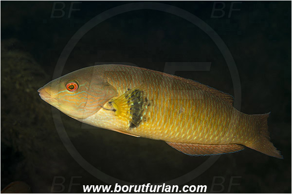 Santa Catalina, California, USA, Pacific ocean, Halichoeres semicinctus, Halichoeres, Labridae, Fish, Rock wrasse, Rock wrasse - terminal phase, Wrasse