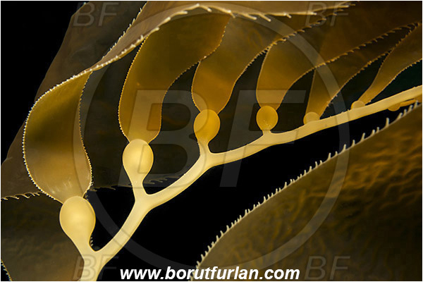 Santa Catalina, California, USA, Pacific ocean, Macrocystis pyrifera, Macrocystis, Laminariaceae, Phaeophyceae, Giant kelp, Kelp, Algae, Abstract