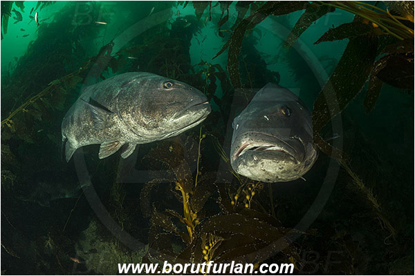 Santa Catalina, California, USA, Pacific ocean, Stereolepis gigas, Stereolepis, Polyprionidae, Giant sea bass, Sea bass, Fish, Reef, Macrocystis pyrifera, Macrocystis, Laminariaceae, Phaeophyceae, Giant kelp, Kelp, Algae, Portrait, Kelp forest