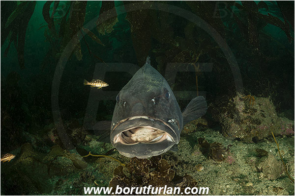 Santa Catalina, California, USA, Pacific ocean, Stereolepis gigas, Stereolepis, Polyprionidae, Giant sea bass, Sea bass, Fish, Reef, Macrocystis pyrifera, Macrocystis, Laminariaceae, Phaeophyceae, Giant kelp, Kelp, Algae, Portrait, Paralabrax clathratus, Paralabrax, Serranidae, Kelp bass, Cleaning, Kelp forest