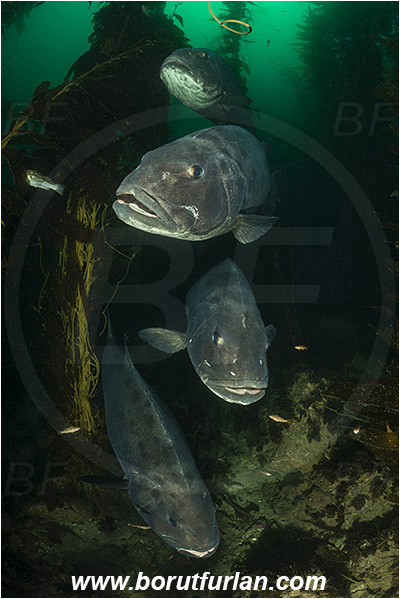 Santa Catalina, California, USA, Pacific ocean, Stereolepis gigas, Stereolepis, Polyprionidae, Giant sea bass, Sea bass, Fish, Reef, Macrocystis pyrifera, Macrocystis, Laminariaceae, Phaeophyceae, Giant kelp, Kelp, Algae, Portrait, Kelp forest