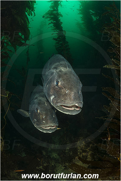Santa Catalina, California, USA, Pacific ocean, Stereolepis gigas, Stereolepis, Polyprionidae, Giant sea bass, Sea bass, Fish, Reef, Macrocystis pyrifera, Macrocystis, Laminariaceae, Phaeophyceae, Giant kelp, Kelp, Algae, Portrait, Kelp forest