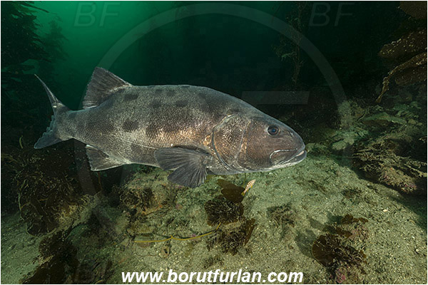 Santa Catalina, California, USA, Pacific ocean, Stereolepis gigas, Stereolepis, Polyprionidae, Giant sea bass, Sea bass, Fish, Reef, Kelp forest