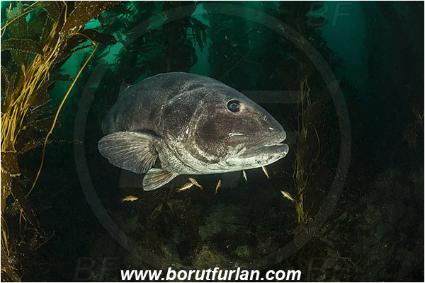 Santa Catalina, California, USA, Pacific ocean, Stereolepis gigas, Stereolepis, Polyprionidae, Giant sea bass, Sea bass, Fish, Reef, Macrocystis pyrifera, Macrocystis, Laminariaceae, Phaeophyceae, Giant kelp, Kelp, Algae, Paralabrax clathratus, Paralabrax, Serranidae, Kelp bass, Cleaning, Kelp forest