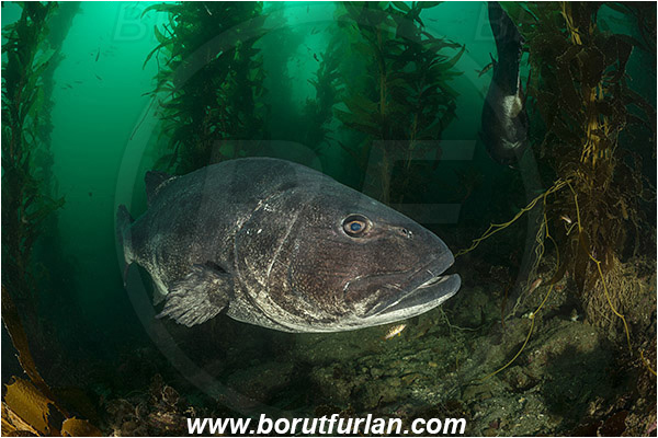 Santa Catalina, California, USA, Pacific ocean, Stereolepis gigas, Stereolepis, Polyprionidae, Giant sea bass, Sea bass, Fish, Reef, Macrocystis pyrifera, Macrocystis, Laminariaceae, Phaeophyceae, Giant kelp, Kelp, Algae, Kelp forest