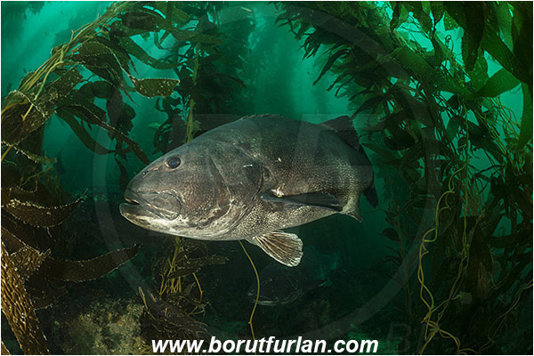 Santa Catalina, California, USA, Pacific ocean, Stereolepis gigas, Stereolepis, Polyprionidae, Giant sea bass, Sea bass, Fish, Reef, Macrocystis pyrifera, Macrocystis, Laminariaceae, Phaeophyceae, Giant kelp, Kelp, Algae, Kelp forest