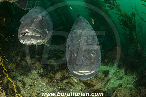 Santa Catalina, California, USA, Pacific ocean, Stereolepis gigas, Stereolepis, Polyprionidae, Giant sea bass, Sea bass, Fish, Reef, Macrocystis pyrifera, Macrocystis, Laminariaceae, Phaeophyceae, Giant kelp, Kelp, Algae, Portrait, Kelp forest