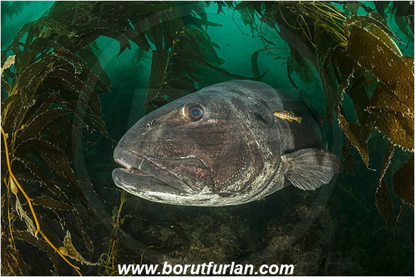 Santa Catalina, California, USA, Pacific ocean, Stereolepis gigas, Stereolepis, Polyprionidae, Giant sea bass, Sea bass, Fish, Reef, Macrocystis pyrifera, Macrocystis, Laminariaceae, Phaeophyceae, Giant kelp, Kelp, Algae, Portrait, Kelp forest