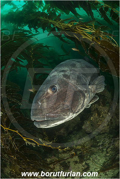Santa Catalina, California, USA, Pacific ocean, Stereolepis gigas, Stereolepis, Polyprionidae, Giant sea bass, Sea bass, Fish, Reef, Macrocystis pyrifera, Macrocystis, Laminariaceae, Phaeophyceae, Giant kelp, Kelp, Algae, Portrait, Kelp forest