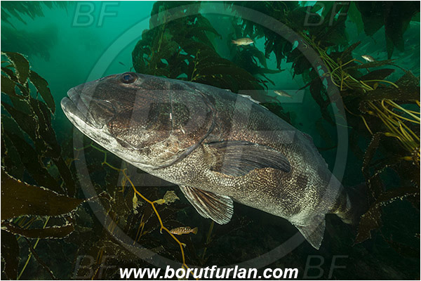 Santa Catalina, California, USA, Pacific ocean, Stereolepis gigas, Stereolepis, Polyprionidae, Giant sea bass, Sea bass, Fish, Reef, Macrocystis pyrifera, Macrocystis, Laminariaceae, Phaeophyceae, Giant kelp, Kelp, Algae, Kelp forest