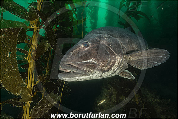Santa Catalina, California, USA, Pacific ocean, Stereolepis gigas, Stereolepis, Polyprionidae, Giant sea bass, Sea bass, Fish, Reef, Macrocystis pyrifera, Macrocystis, Laminariaceae, Phaeophyceae, Giant kelp, Kelp, Algae, Portrait, Kelp forest