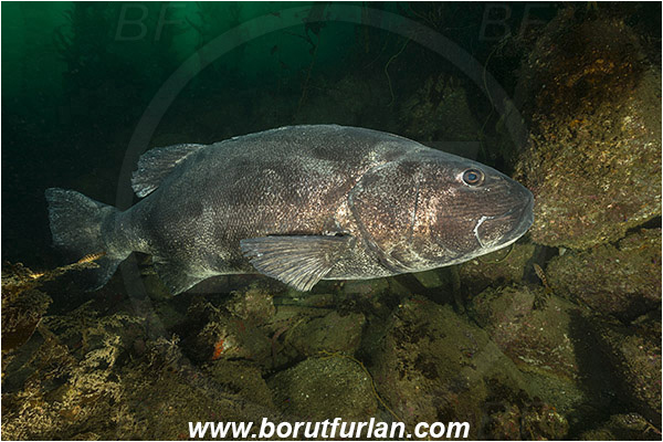 Santa Catalina, California, USA, Pacific ocean, Stereolepis gigas, Stereolepis, Polyprionidae, Giant sea bass, Sea bass, Fish, Reef, Kelp forest