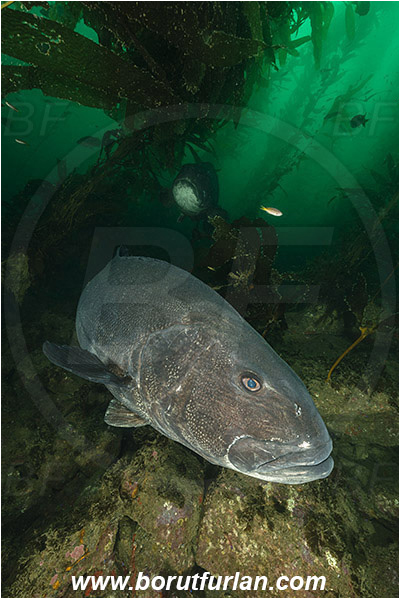 Santa Catalina, California, USA, Pacific ocean, Stereolepis gigas, Stereolepis, Polyprionidae, Giant sea bass, Sea bass, Fish, Reef, Macrocystis pyrifera, Macrocystis, Laminariaceae, Phaeophyceae, Giant kelp, Kelp, Algae, Kelp forest