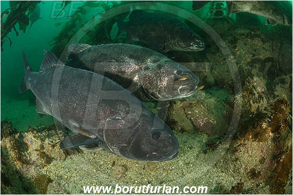 Santa Catalina, California, USA, Pacific ocean, Stereolepis gigas, Stereolepis, Polyprionidae, Giant sea bass, Sea bass, Fish, Reef, Kelp forest