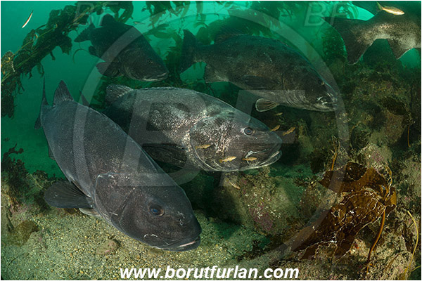 Santa Catalina, California, USA, Pacific ocean, Stereolepis gigas, Stereolepis, Polyprionidae, Giant sea bass, Sea bass, Fish, Reef, Kelp forest