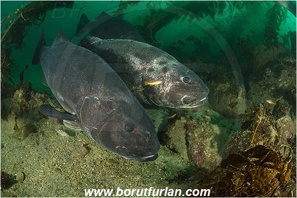Santa Catalina, California, USA, Pacific ocean, Stereolepis gigas, Stereolepis, Polyprionidae, Giant sea bass, Sea bass, Fish, Reef, Kelp forest