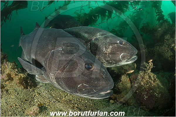 Santa Catalina, California, USA, Pacific ocean, Stereolepis gigas, Stereolepis, Polyprionidae, Giant sea bass, Sea bass, Fish, Reef, Portrait, Kelp forest