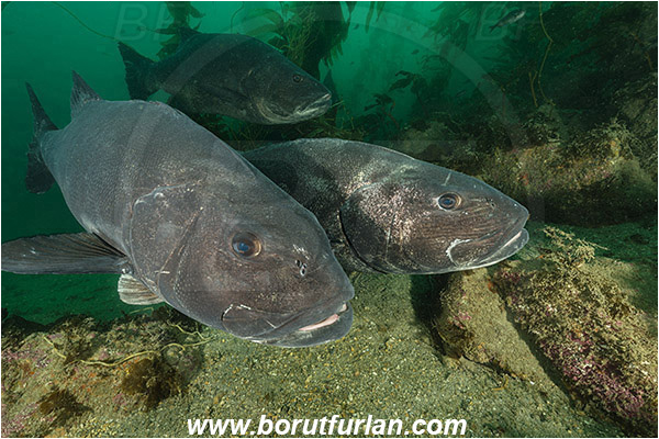 Santa Catalina, California, USA, Pacific ocean, Stereolepis gigas, Stereolepis, Polyprionidae, Giant sea bass, Sea bass, Fish, Reef, Kelp forest