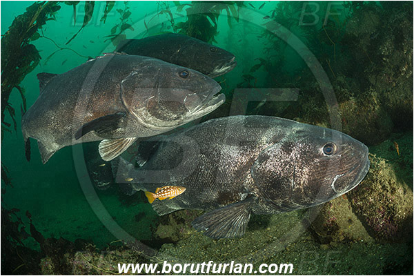 Santa Catalina, California, USA, Pacific ocean, Stereolepis gigas, Stereolepis, Polyprionidae, Giant sea bass, Sea bass, Fish, Reef, Kelp forest