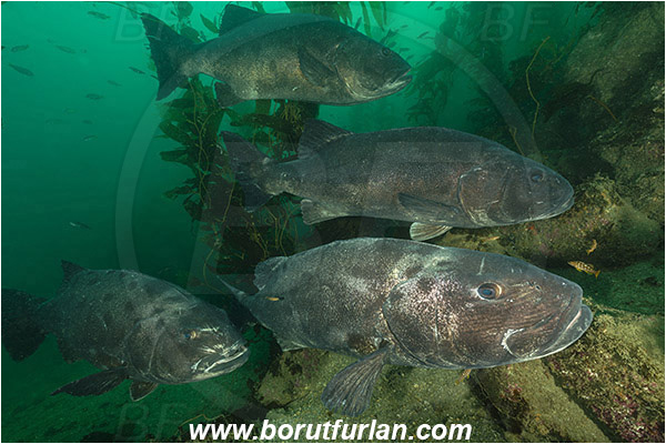 Santa Catalina, California, USA, Pacific ocean, Stereolepis gigas, Stereolepis, Polyprionidae, Giant sea bass, Sea bass, Fish, Reef, Kelp forest