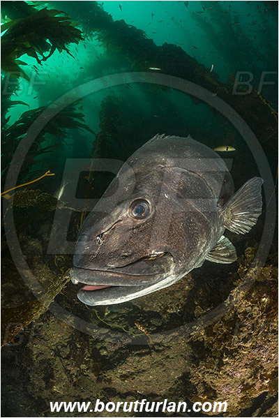 Santa Catalina, California, USA, Pacific ocean, Stereolepis gigas, Stereolepis, Polyprionidae, Giant sea bass, Sea bass, Fish, Reef, Portrait, Kelp forest